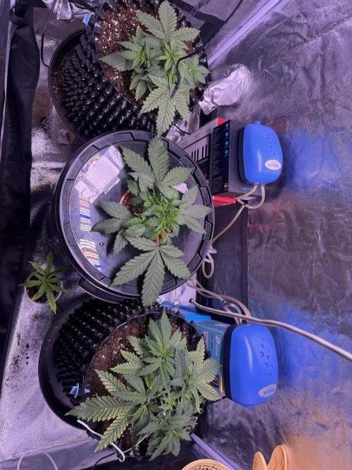 Mix  SL DWC 34 l /  GMOC Soil 12l 🌊vs??. Week 2