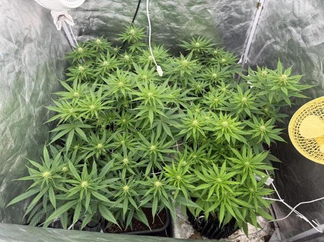 90x90 /420 w/ Best Breeders,Top Strain. Week 7 - Day 54 (03 June)