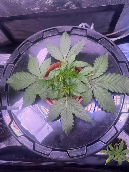 Mix  SL DWC 34 l /  GMOC Soil 12l 🌊vs??. Week 2