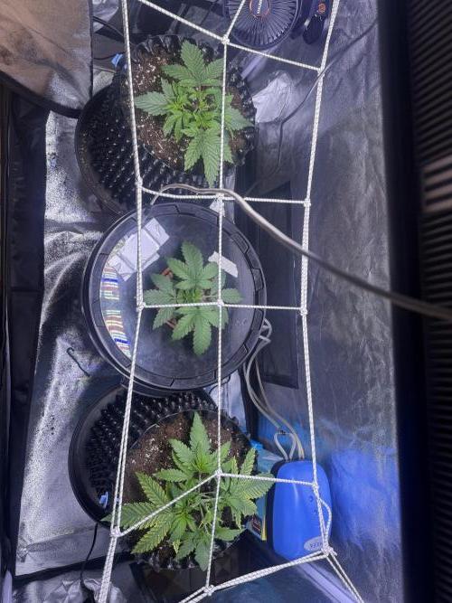 Mix  SL DWC 34 l /  GMOC Soil 12l 🌊vs??. Week 2 - Day 15 (20 march)