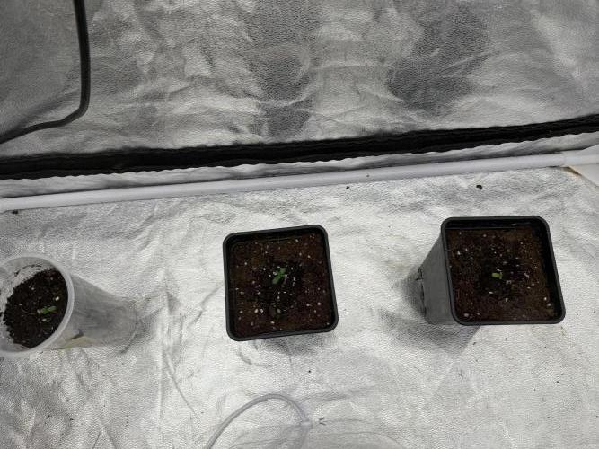 90x90 / 420 w / Mixed Strains. Week 1