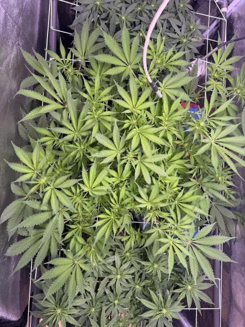 Mix  SL DWC 34 l /  GMOC Soil 12l 🌊vs??. Week 7