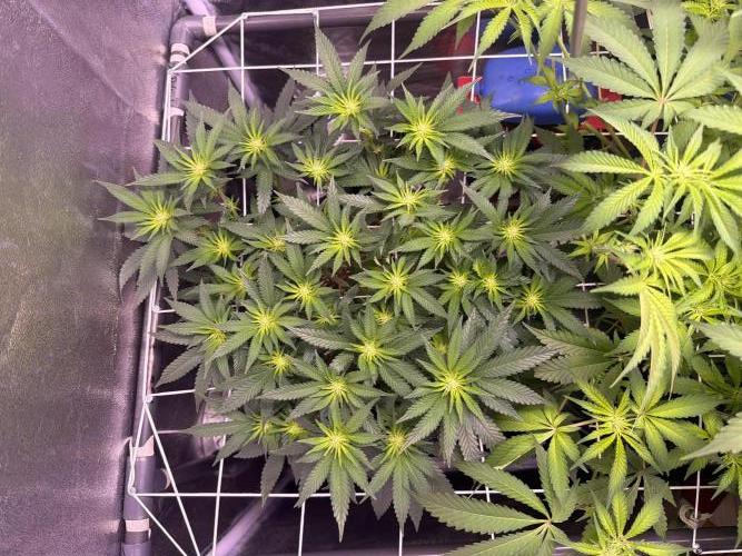 Mix  SL DWC 34 l /  GMOC Soil 12l 🌊vs??. Week 7