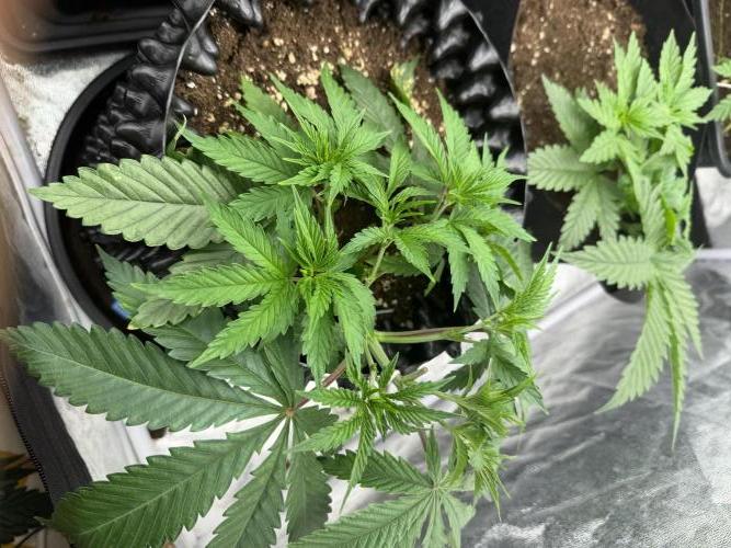 90x90 /420 w/ Best Breeders,Top Strain. Week 4