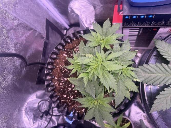 Mix  SL DWC 34 l /  GMOC Soil 12l 🌊vs??. Week 3