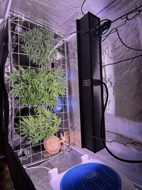 Mix  SL DWC 34 l /  GMOC Soil 12l 🌊vs??. Week 6