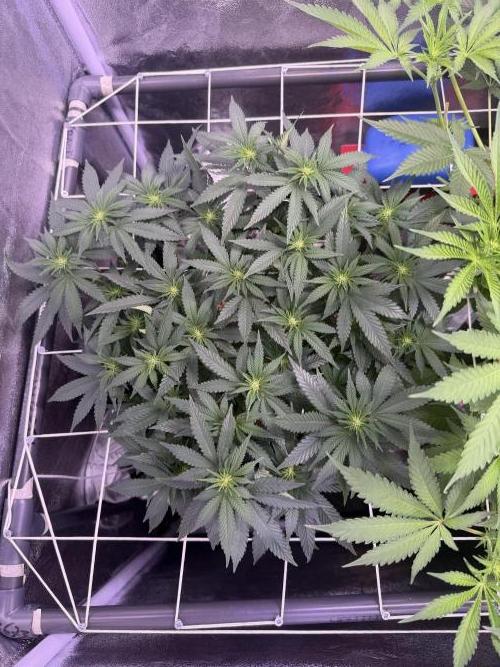 Mix  SL DWC 34 l /  GMOC Soil 12l 🌊vs??. Week 7