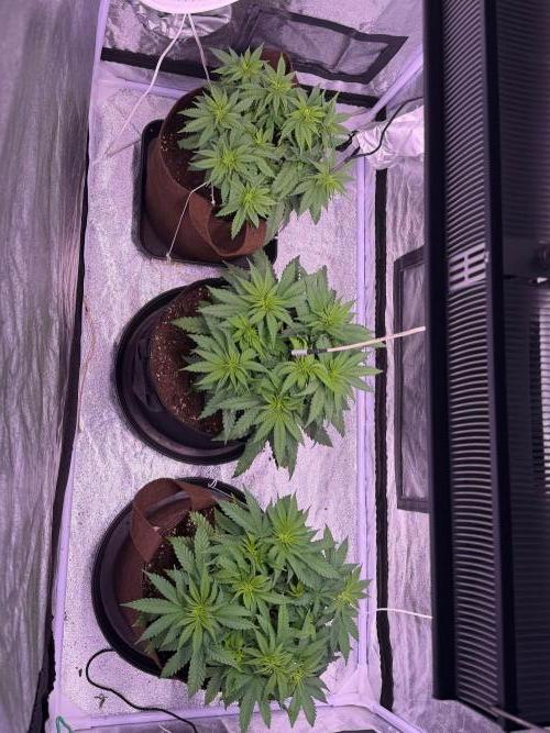 120x60/ Critical Widow/ 310w. Week 6