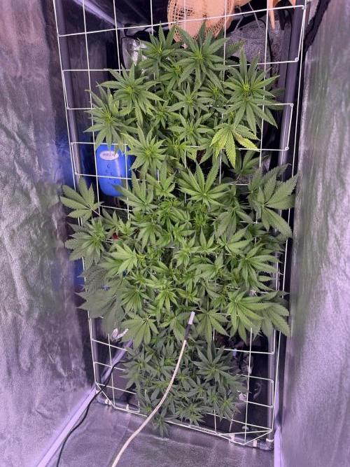 Mix  SL DWC 34 l /  GMOC Soil 12l 🌊vs??. Week 6 - Day 45 (16 April)