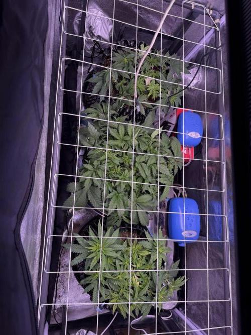 Mix  SL DWC 34 l /  GMOC Soil 12l 🌊vs??. Week 4