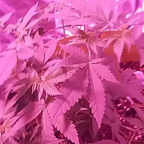 Critical kush + 8 ball kush first photos. Week 7