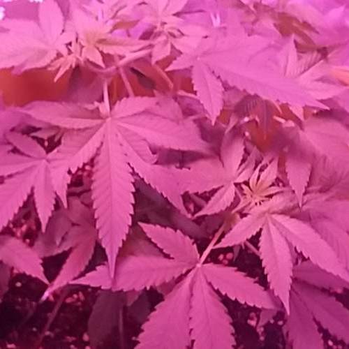 Critical kush + 8 ball kush first photos. Week 7