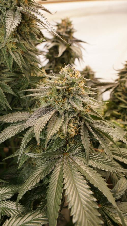 Grandi Guava & Gelato Cake. Week 7 - Gelato Cake, Blüte Tag 50