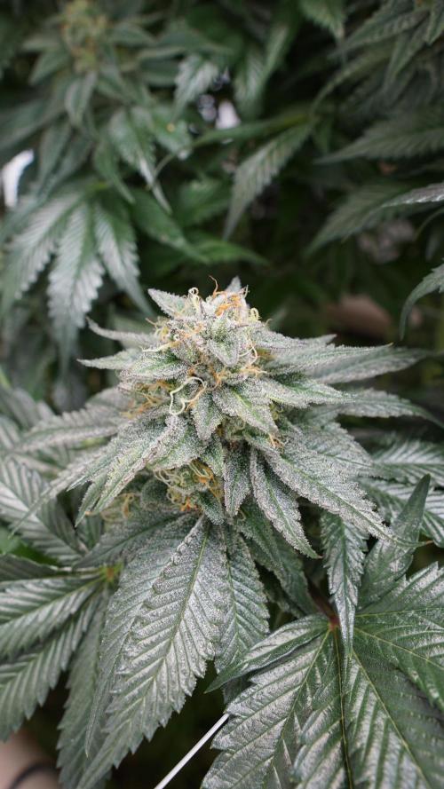 Grandi Guava & Gelato Cake. Week 7 - Gelato Cake, Blüte Tag 50