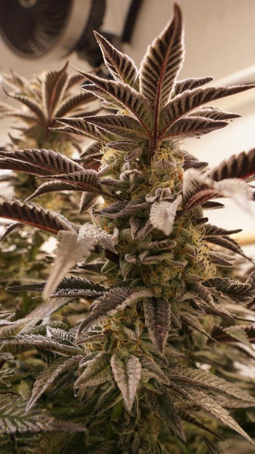 Grandi Guava & Gelato Cake. Week 7 - Grandi Guava, Blüte Tag 50