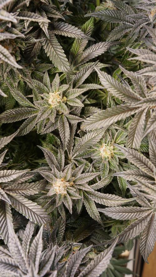 Grandi Guava & Gelato Cake. Week 7 - Grandi Guava, Blüte Tag 50