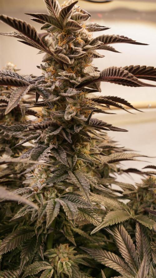 Grandi Guava & Gelato Cake. Week 7 - Grandi Guava, Blüte Tag 50