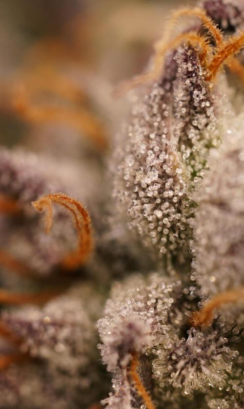 Grandi Guava & Gelato Cake. Week 7 - Grandi Guava, Blüte Tag 50