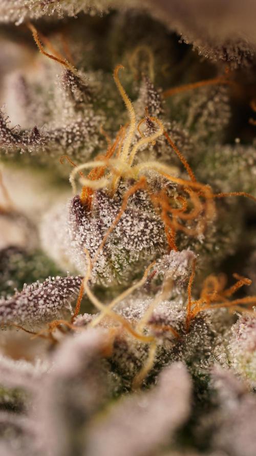 Grandi Guava & Gelato Cake. Week 7 - Grandi Guava, Blüte Tag 50