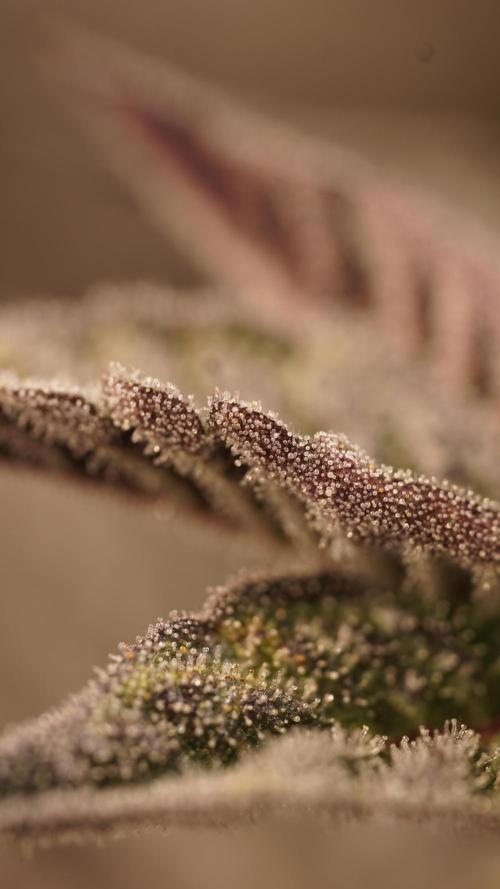 Grandi Guava & Gelato Cake. Week 7 - Grandi Guava, Blüte Tag 50