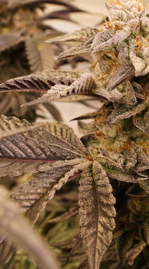 Grandi Guava & Gelato Cake. Week 7 - Grandi Guava, Blüte Tag 50