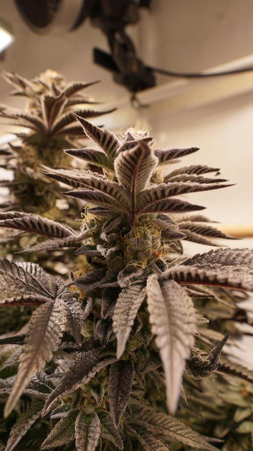 Grandi Guava & Gelato Cake. Week 7 - Grandi Guava, Blüte Tag 50