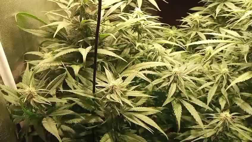 4 skunk #1