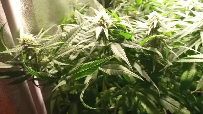 4 skunk #1