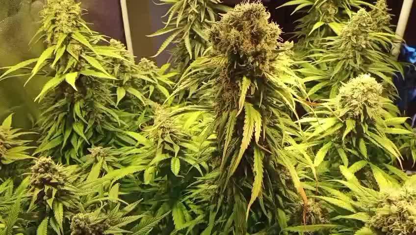 4 skunk #1