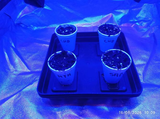 Choco Bang+Sour Diesel+Mai Tai. Week 0
