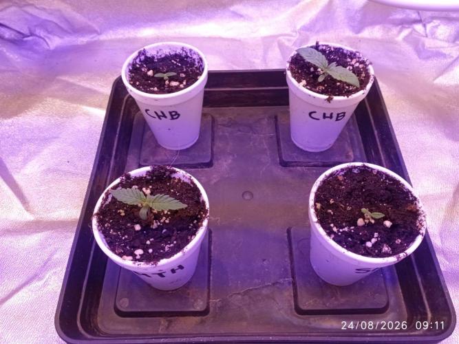 Choco Bang+Sour Diesel+Mai Tai. Week 1