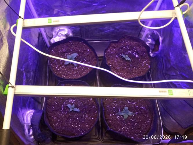 Choco Bang+Sour Diesel+Mai Tai. Week 2