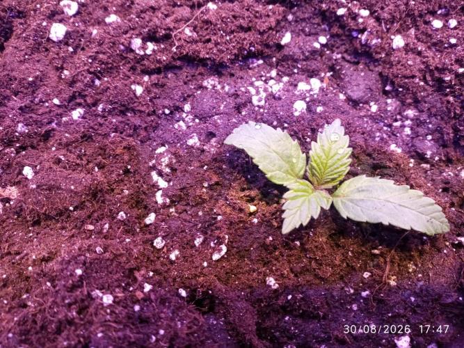 Choco Bang+Sour Diesel+Mai Tai. Week 2