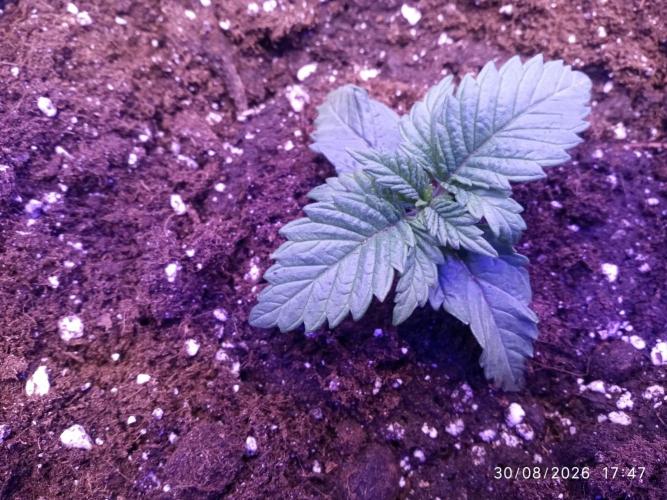 Choco Bang+Sour Diesel+Mai Tai. Week 2