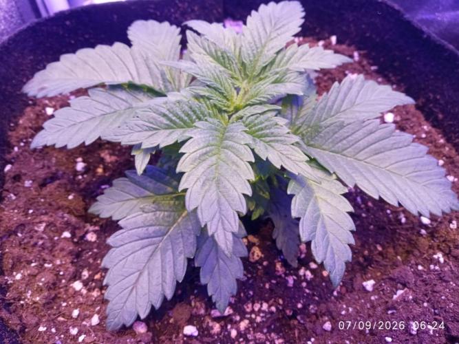 Choco Bang+Sour Diesel+Mai Tai. Week 3