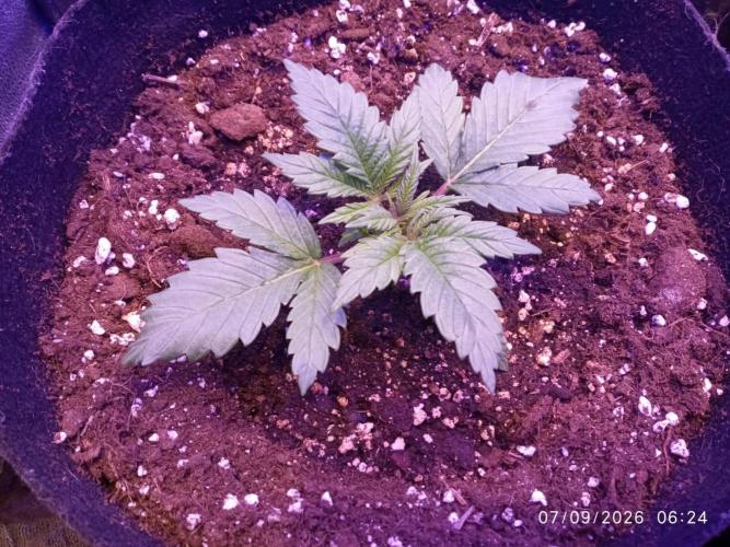 Choco Bang+Sour Diesel+Mai Tai. Week 3