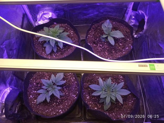 Choco Bang+Sour Diesel+Mai Tai. Week 3