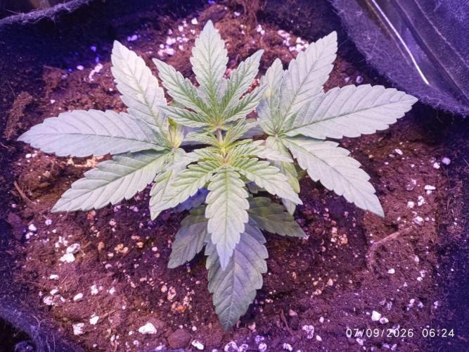 Choco Bang+Sour Diesel+Mai Tai. Week 3