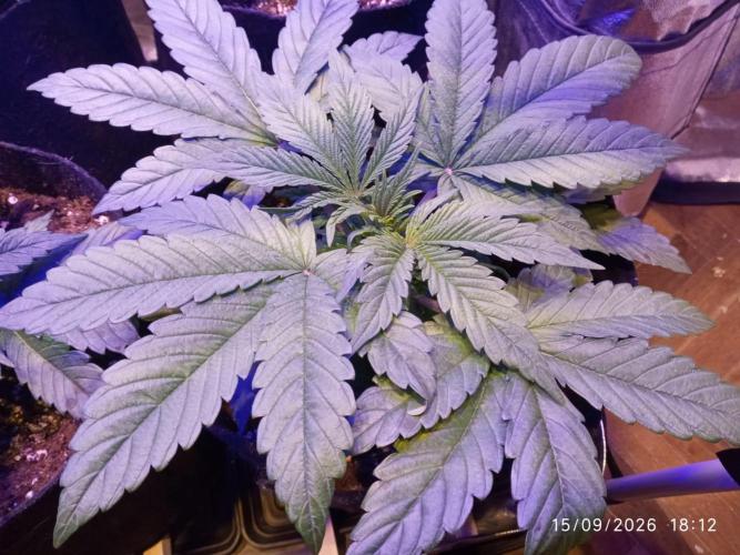 Choco Bang+Sour Diesel+Mai Tai. Week 4