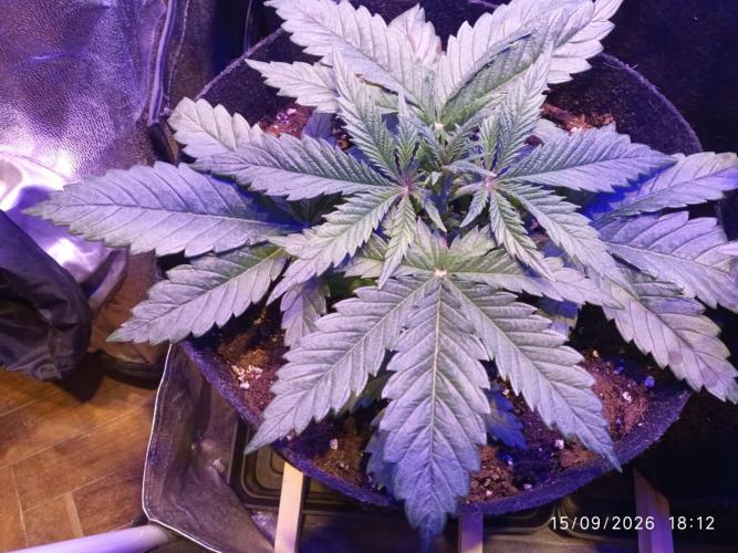 Choco Bang+Sour Diesel+Mai Tai. Week 4