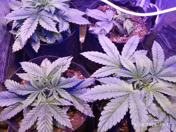 Choco Bang+Sour Diesel+Mai Tai. Week 4