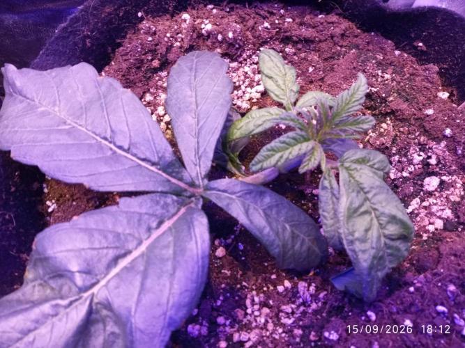 Choco Bang+Sour Diesel+Mai Tai. Week 4