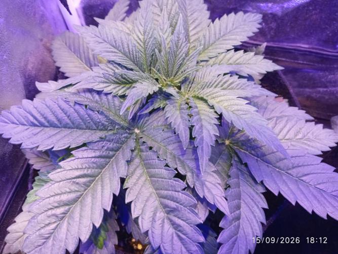 Choco Bang+Sour Diesel+Mai Tai. Week 4