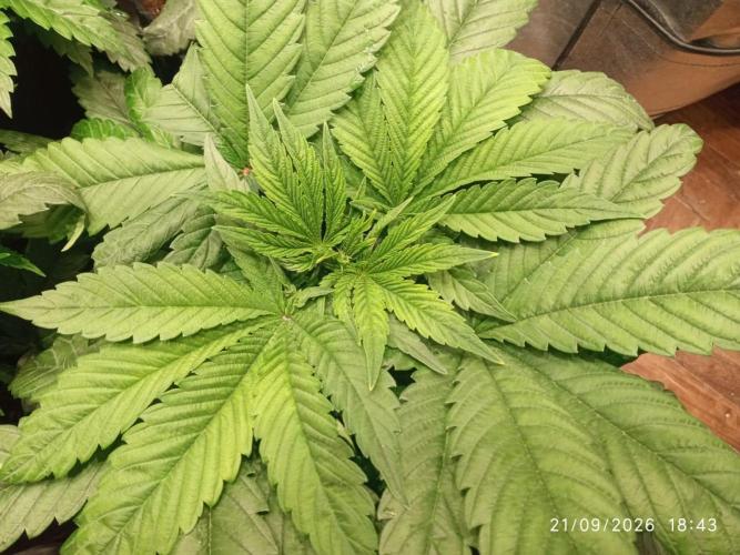 Choco Bang+Sour Diesel+Mai Tai. Week 5