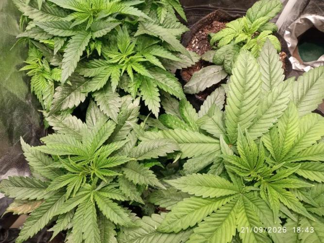 Choco Bang+Sour Diesel+Mai Tai. Week 5
