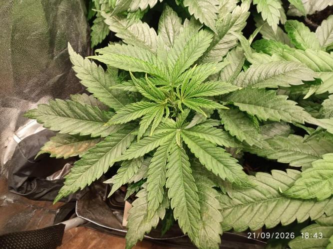 Choco Bang+Sour Diesel+Mai Tai. Week 5