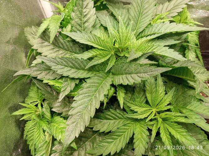 Choco Bang+Sour Diesel+Mai Tai. Week 5