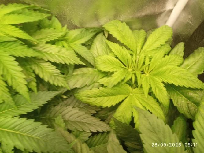 Choco Bang+Sour Diesel+Mai Tai. Week 6 - DAY 7 OF BLOOM