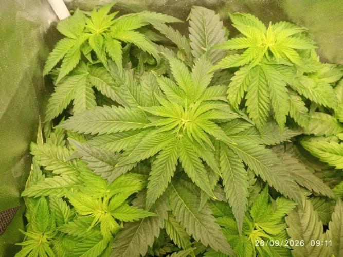 Choco Bang+Sour Diesel+Mai Tai. Week 6 - DAY 7 OF BLOOM