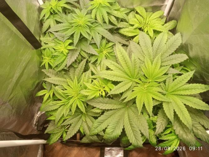 Choco Bang+Sour Diesel+Mai Tai. Week 6 - DAY 7 OF BLOOM